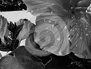 Black and white photo of a flower with water drops on the peddles