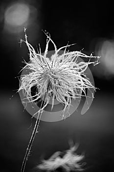 Black and white photo. Fluffy dandelion. Bokeh background