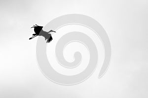 Black and white photo with flying stork