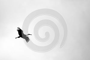 Black and white photo with flying stork