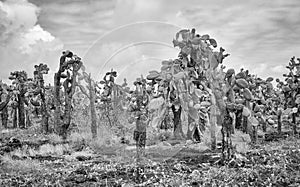 Black and white photo of Galapagos Island primeval landscape with Giant opuntia