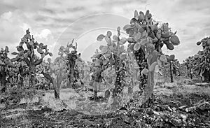 Black and white photo of Galapagos Island primeval landscape with Giant opuntia