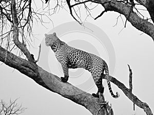 Black and white photo of gepard