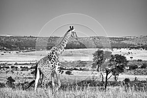 Black and white photo of a giraffe.