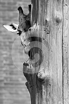 Black and white photo of a giraffe looking from behind the tree. Funny moment from Prague ZOO. Giraffe`s face with brick wall in t