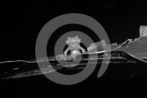 Black and white photo of a glass frog showing his intestines while sitting on a leaf and looking straight at the camera