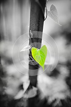 Black and white photo with a green leaf in the shape of a heart. The concept of love for life, ecology