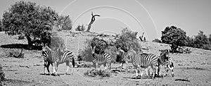 A black and white photo of a herd of zebra in the Okavango Delta, Botswana, Africa