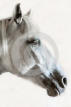 Black and white photo of horse on barn