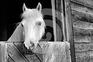 Black and white photo of horse on barn