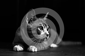 Black and white photo of a kitten on the floor