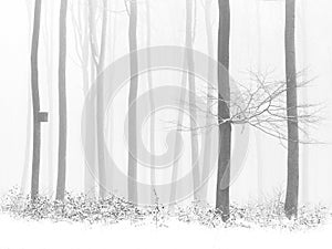 Black and white photo - leaves in winter snowy forest, birdhouse on tree, fog