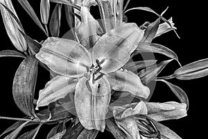 Black and white photo of Lillies and black background