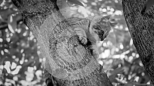 Black and white photo of little kitten being afraid sitting on on tree top at garden