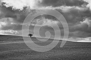 Black and white photo of a lonely tree on the hill, beautiful cloudy sky