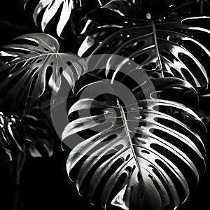 Black and white photo of monstera leaves