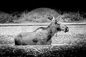 Black and White photo of a Moose Cow in Fishercap Lake in Glacier National Park photo