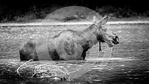 Black and White photo of a Moose Cow in Fishercap Lake in Glacier National Park photo