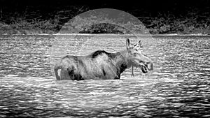 Black and White photo of a Moose Cow in Fishercap Lake in Glacier National Park photo