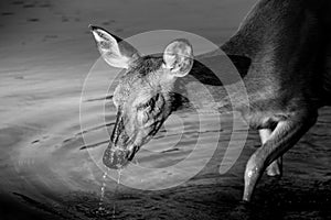 Black and White Photo of a Mule Deer feeding on the watermilfoil on the bottom of Fishercap Lake, Glacier National Park photo