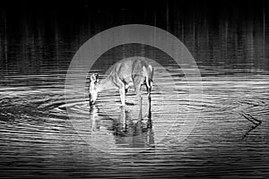 Black and White Photo of a Mule Deer feeding on the watermilfoil on the bottom of Fishercap Lake, Glacier National Park photo