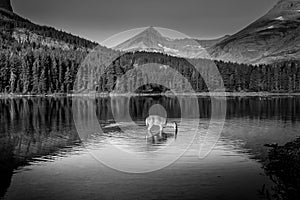 Black and White Photo of a Mule Deer feeding on the watermilfoil on the bottom of Fishercap Lake, Glacier National Park photo