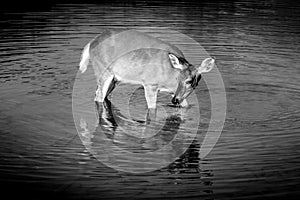 Black and White Photo of a Mule Deer feeding on the watermilfoil on the bottom of Fishercap Lake, Glacier National Park photo