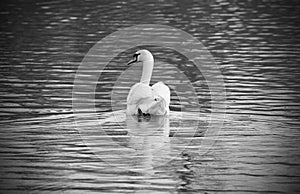 Black and white photo of mute swan