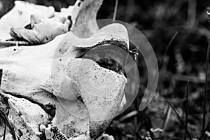 Black and white photo of an old caribou shoulder or hip bone found on the arctic tundra