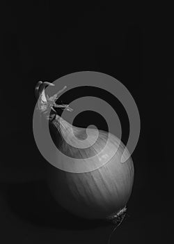 Black and white photo of the onion on a dark background.