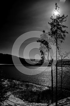 Black and white photo of pine trees by the lake.