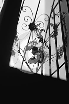 Black and white photo of a plastic rose