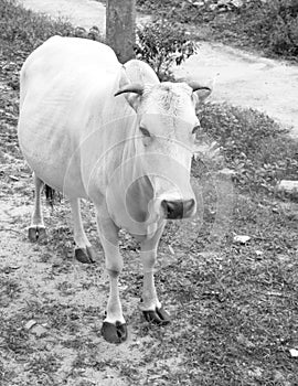 black and white photo of a pregnant cow