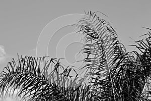 Black and white photo of a Queen palm's fronds