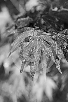 Black and white photo of red maple tree over natural background