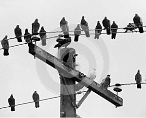 Black and White Photo Gathering of Birds on Utility Wires and Utility Pole photo