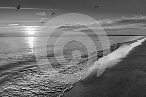 Black and white photo of seagulls at sunset on the beach