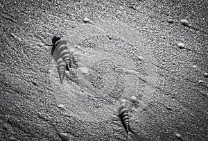 Black and white photo of seashells on the beach