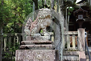 Black and white photo ,Shisa or Shishi ,Imperial guardian lions image in Japan,The male lion`s jaw image for .becky fortune came