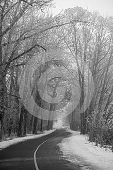 a black and white photo shows snow covered trees along a road