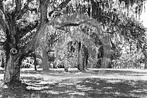 Black and white photo of southern oaks draped with Spanish moss