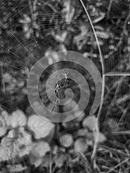 Black and white photo of spider and its web.