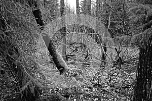 Black and White Photo Spooky Forest