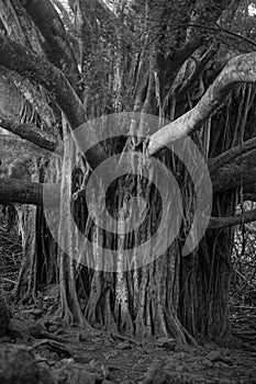 Black and white photo Spooky Tree