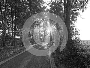 Black and white photo of the sun with sun rays through the trees, above a bending road to the right