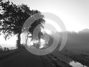 Black and white photo of the sun`s rays shining through the silhouette of two trees, with a road in front