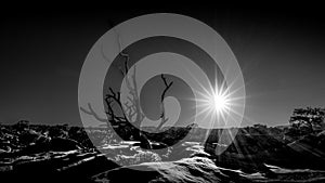 Black and White Photo of the sun setting behind a dead tree in Capitol Reef National Park,