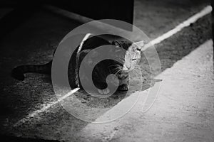 The black-white photo, a tabby street cat sits on the asphalt, soaking up the sunny city day. The ability of animals to thrive in