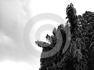 black and white photo of tall plant leaves in the wild photo