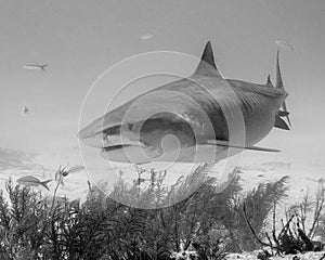 Black and White Photo of a Tiger Shark in the Bahamas